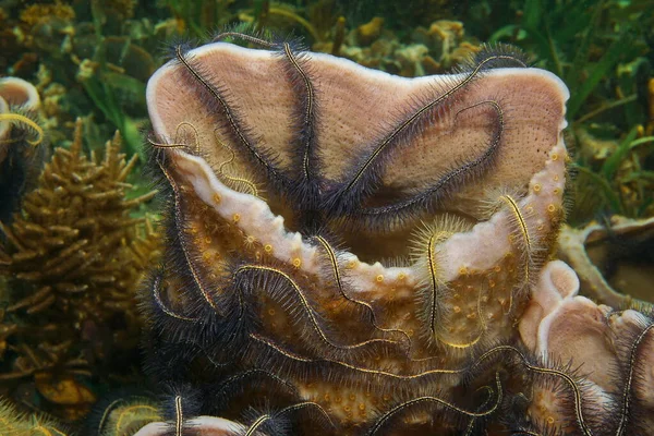 Sea sponge colonized by brittle stars Caribbean