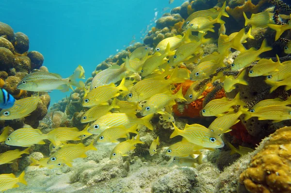 Caribbean sea school of fish in a coral reef