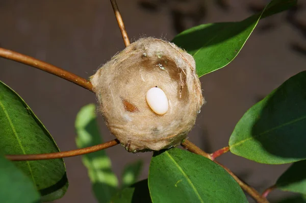 Nest of hummingbird with one egg