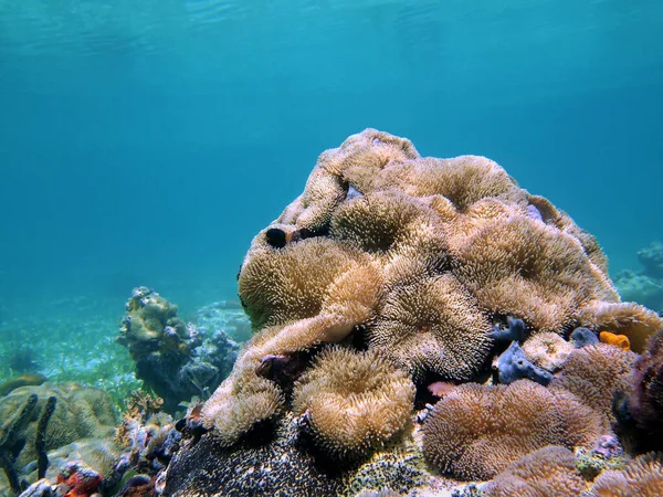 Sea anemones under water surface