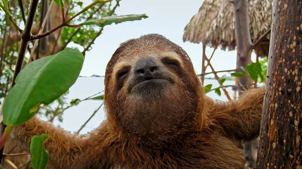 Sloth funny face