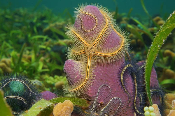 Sea life Suenson brittle star over tube sponge