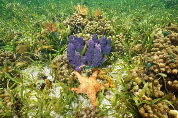 Colorful underwater life with sponge and starfish