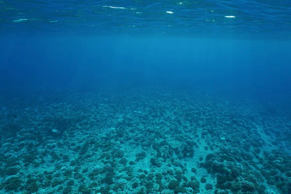 Underwater scenery ocean floor Pacific ocean