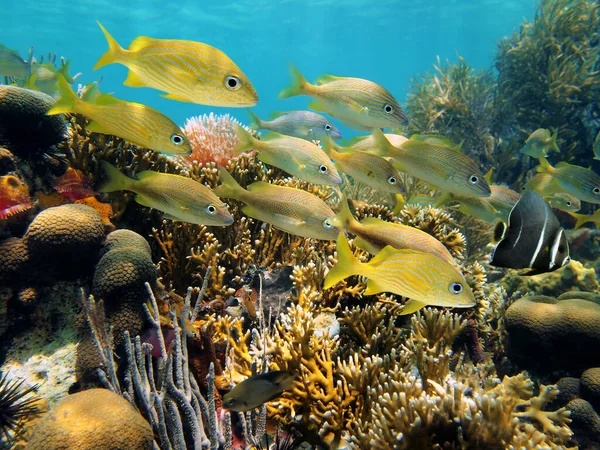 Shoal of grunt fish in a reef