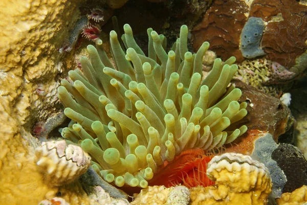 Sea life giant anemone Condylactis gigantea Panama