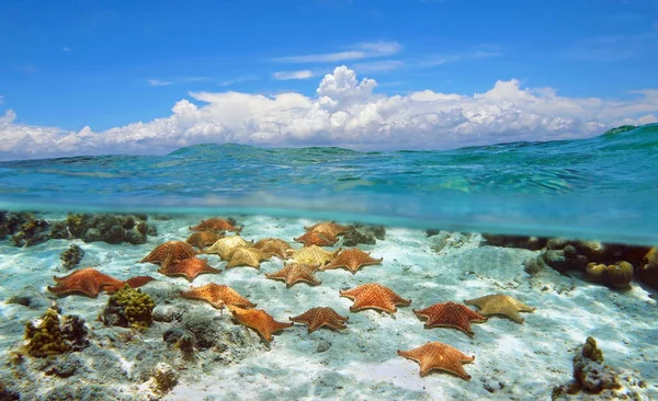Cloudy blue sky and starfishes underwater