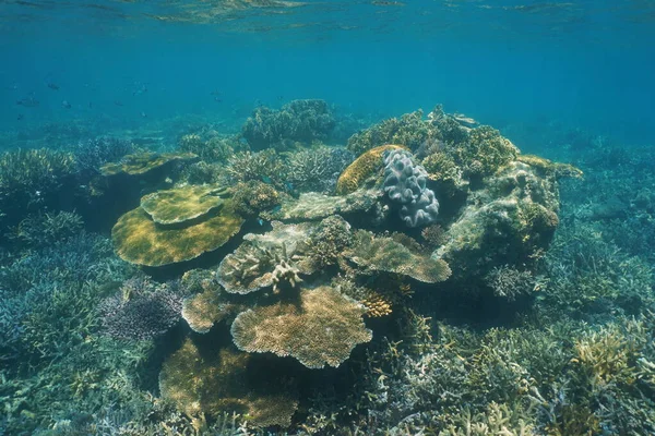 Diversity of corals underwater reef Pacific ocean