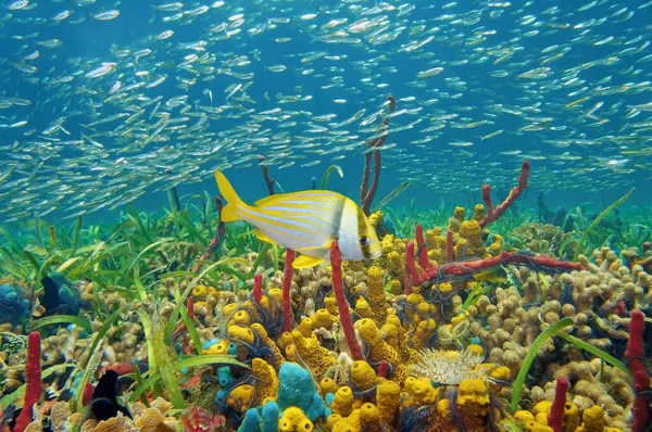 Colorful sea life underwater with shoal of fish