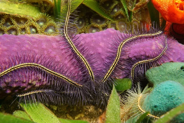 Tentacles of brittle star over colorful sponge