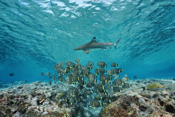 Underwater school of fish with shark Pacific ocean