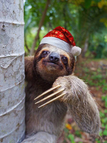 Christmas animal a sloth wearing santa hat