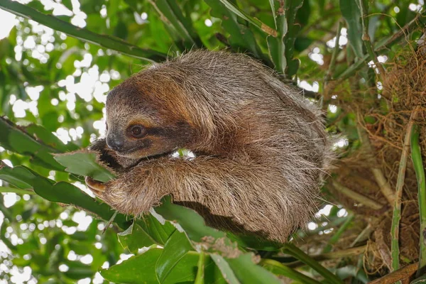 A three-toed sloth animal