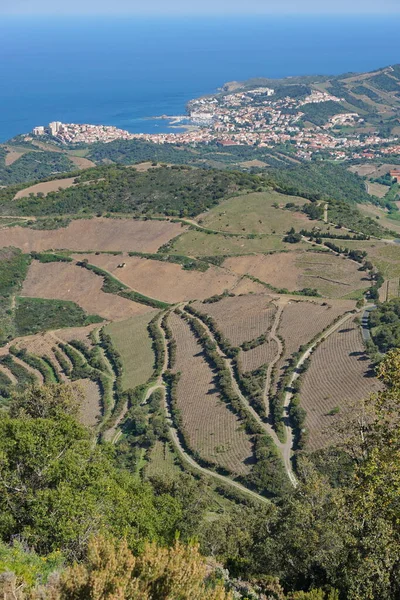 Viewpoint vineyard Mediterranean sea Banyuls France