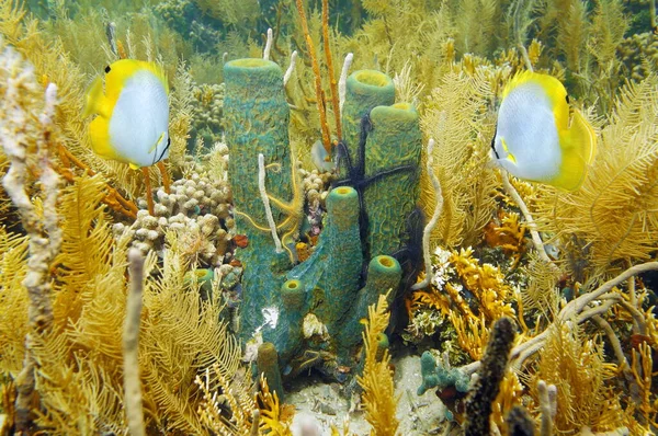 Underwater life sea sponge in coral garden