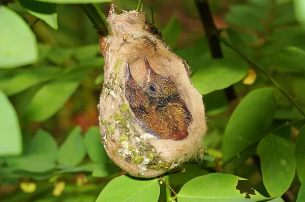 Two babies Rufous-tailed hummingbird in nest