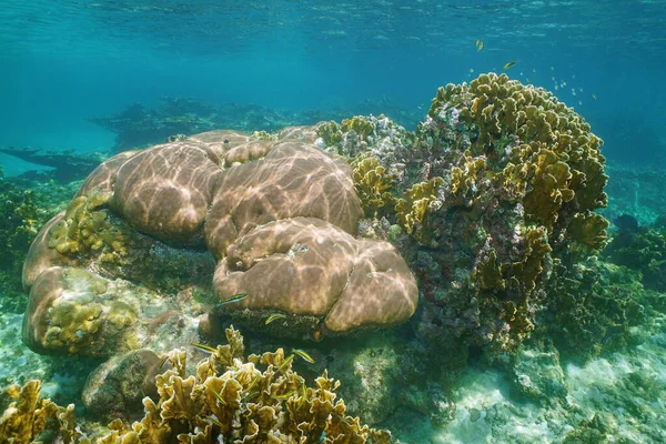 Underwater landscape in a reef of Caribbean sea