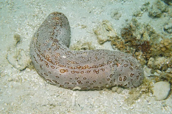 Marine life leopard sea cucumber Bohadschia