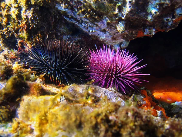 Sea urchins