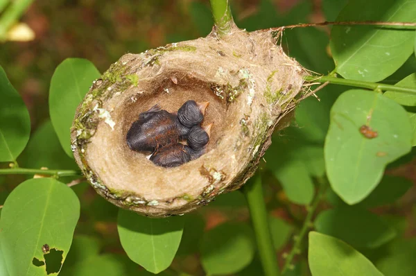 Two baby hummingbird in the nest