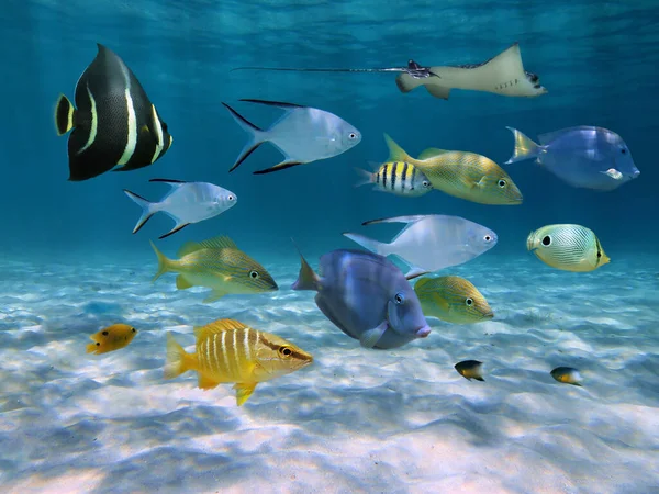 School of fish over a sandy ocean floor