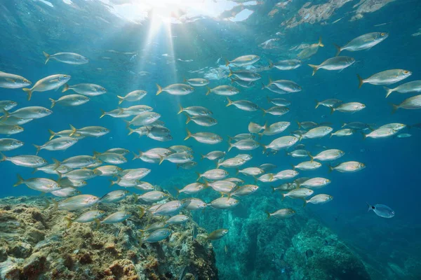 A school of fish in the Mediterranean sea Spain