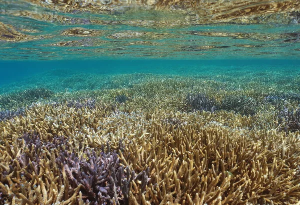 Pacific ocean reef corals under water surface