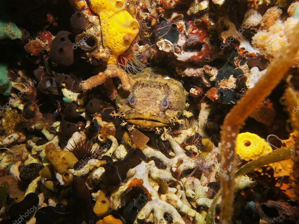 Cabeza de pescado de sapo Oyster escondido en un agujero 2022