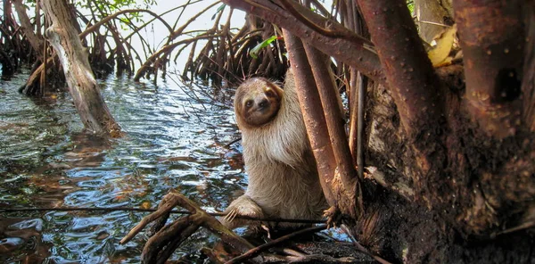 Sloth in the mangrove on the sea shore