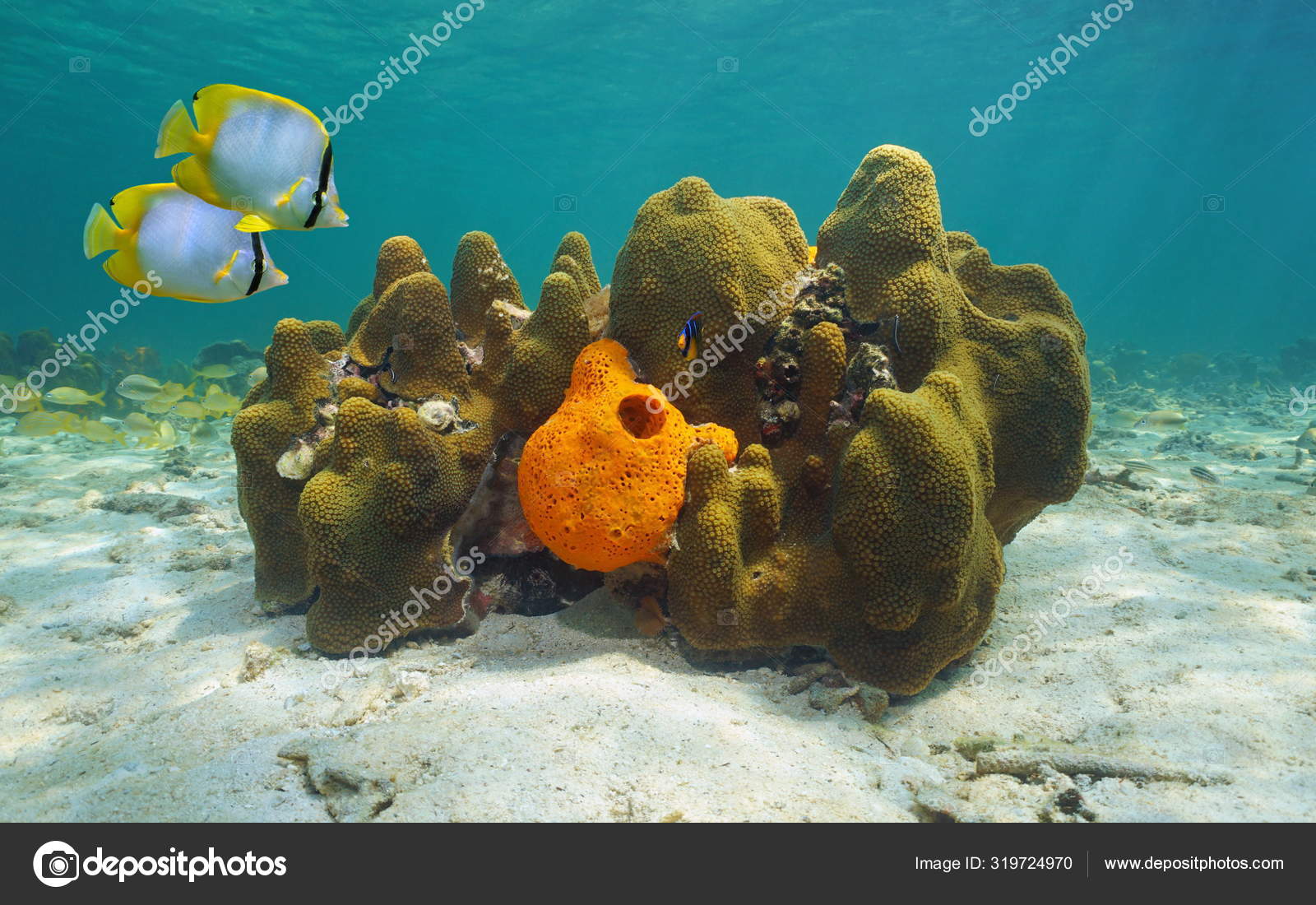 Карибские Морские Кораллы С Губкой И Рыбой Стоковое Фото ©wildam.