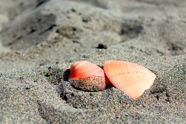 İtalyan sahilde iki kabukları.