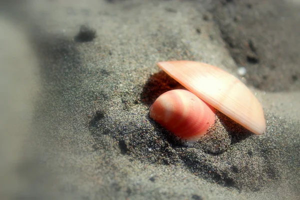 İtalyan sahilde iki kabukları.