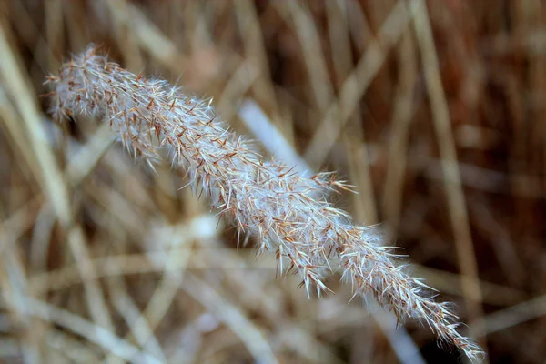 Spike of wild grasses. — Stock Photo, Image