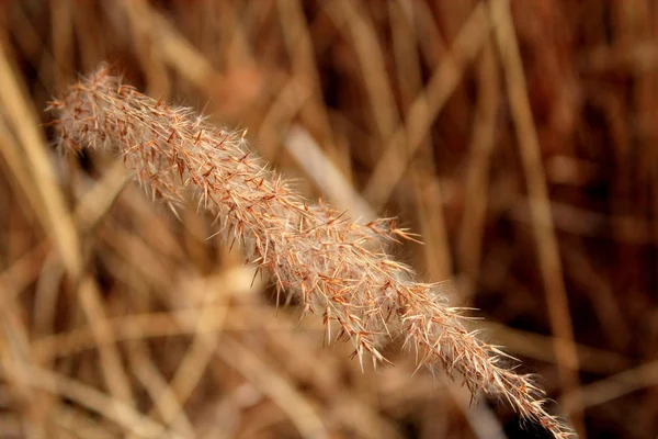 Spike of wild grasses. — Stock Photo, Image