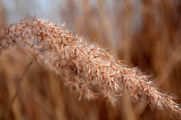 Spike of wild grasses. — Stock Photo, Image