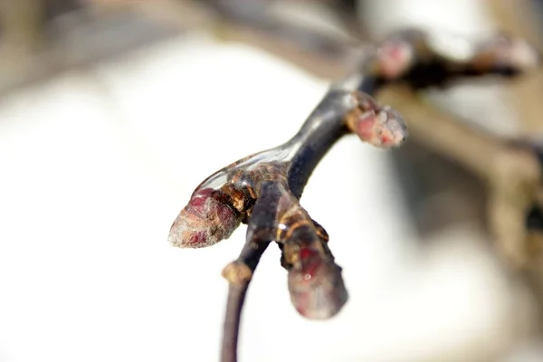 Γκρο πλαν, παγωμένα κλαδιά των δέντρων μηλιάς το χειμώνα. — Φωτογραφία Αρχείου