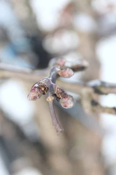 사과 나무에 겨울의 얼음 나뭇가지의 클로즈업. — 스톡 사진