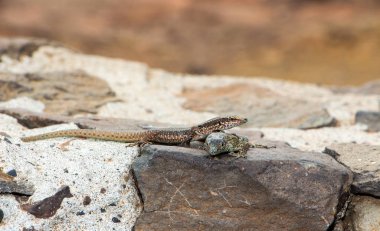 Madeira lizard relaxing on a rock in the sund
