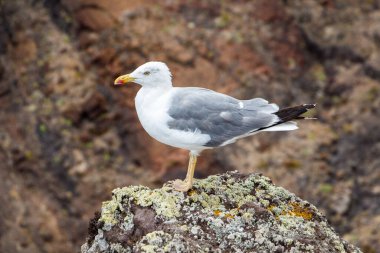 Bir martı Madeira Adası 'nda oturmuş denizi seyrediyor.. 