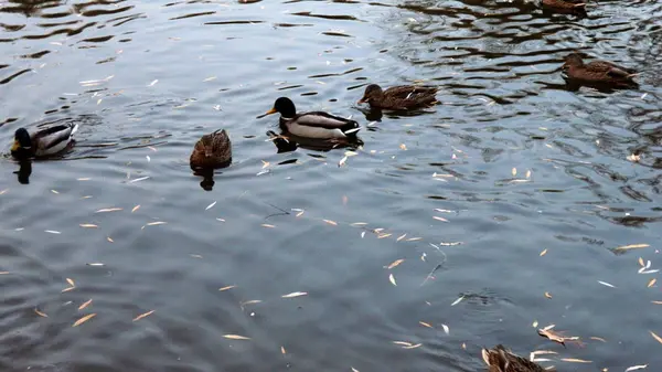 Enten treiben mit abgefallenen Blättern im Wasser — Stockfoto