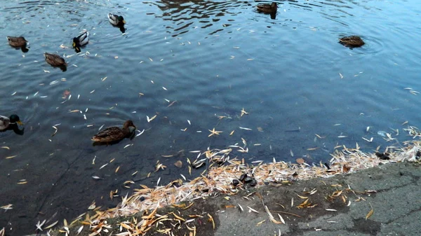 Kaczki pływające w pobliżu brzegu, jesień, spadające liście — Zdjęcie stockowe