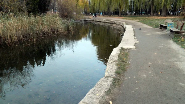 Caminho no parque de outono com uma lagoa e juncos — Fotografia de Stock