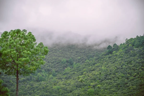 Misty foggy mountain landscape with fir forest