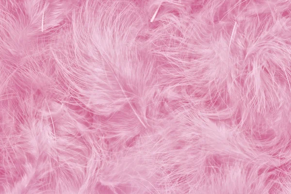 Fundo de textura bela penas rosa na moda. Padrão suave e suave . — Fotografia de Stock