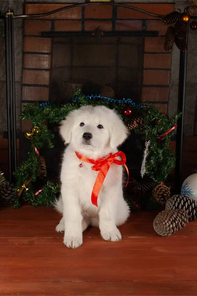 Beyaz tüylü yavru köpek Maremma Abruzzi kırmızı kurdeleli çoban köpeği yerde oturuyor.