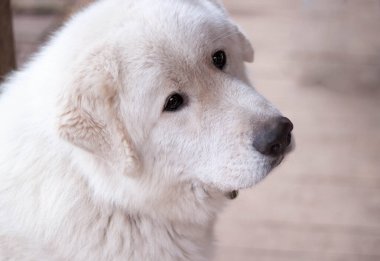Büyük beyaz bir köpeğin ağzı Maremma Abruzzese çoban köpeğine yakın.
