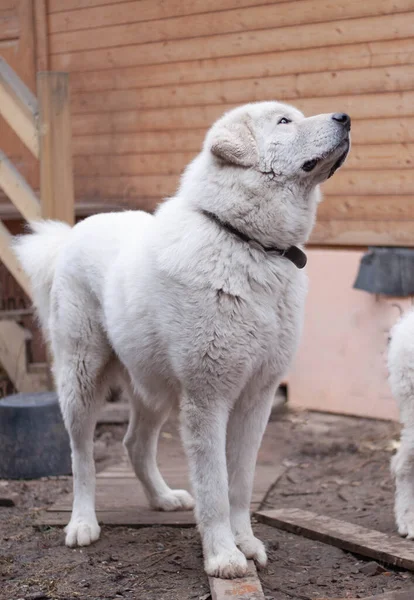 Enorme Perro Blanco Con Pelo Largo Grueso Cerca — Foto de Stock