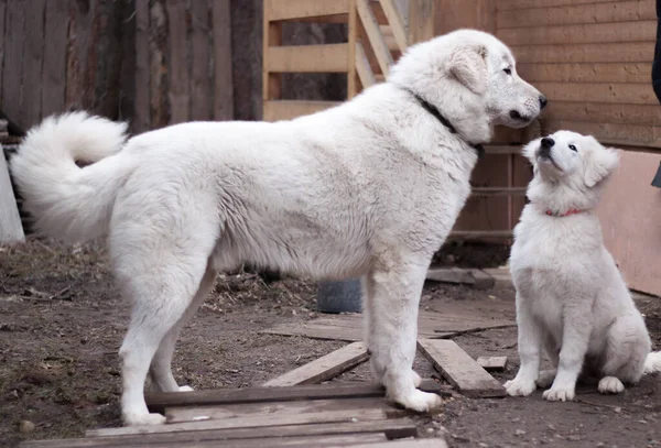 Büyük bir ırktan iki büyük beyaz köpek yetişkin bir köpek kameraya yan bakıyor ve yanında bir köpek yavrusu oturuyor.
