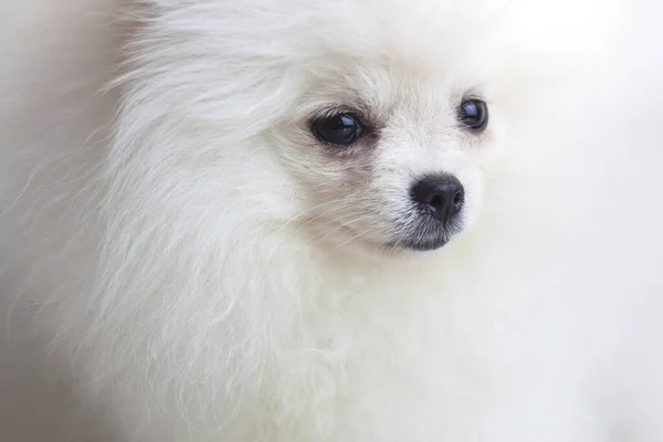 Bocal de um cão um cachorro Pomeranian branco perto — Fotografia de Stock