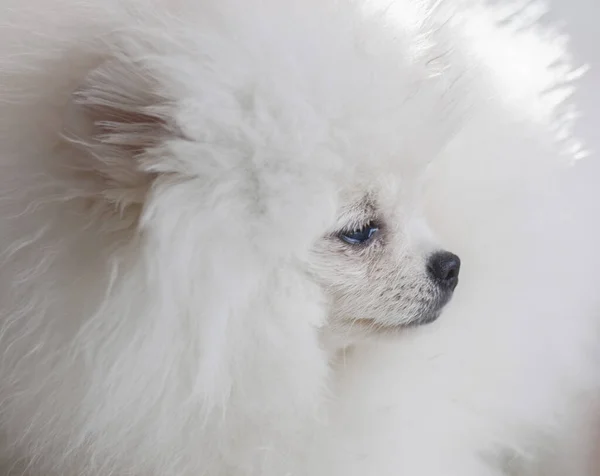 O focinho de um cão um cachorro Pomeranian branco olha de perto ao lado belo cabelo branco — Fotografia de Stock